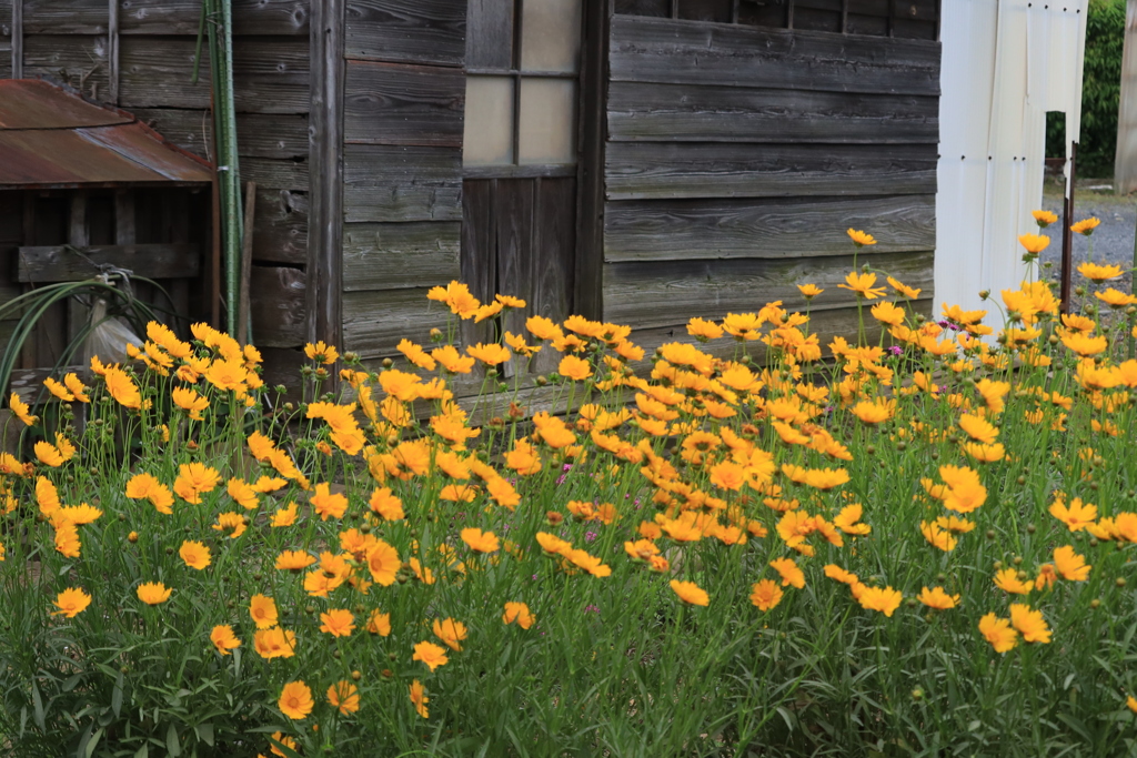 オレンジ色の花の咲く風景