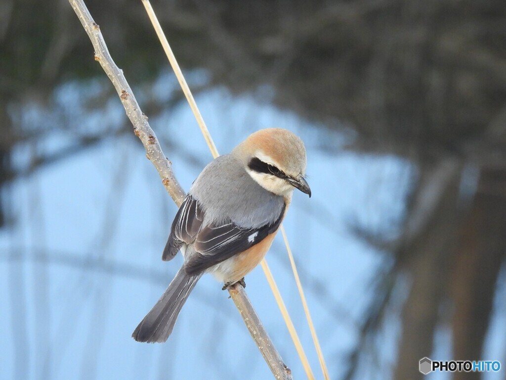 鋭いくちばし