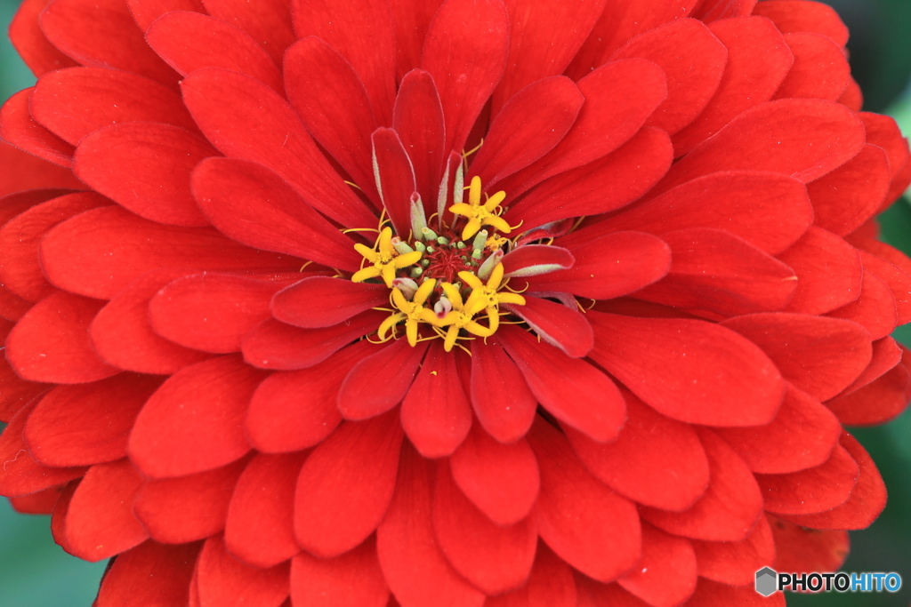 花の中の花