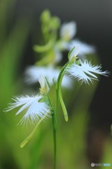 飛べない鳥