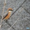 百舌鳥氏の憂鬱