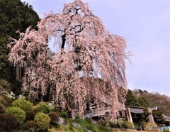 梅岩寺のしだれ桜