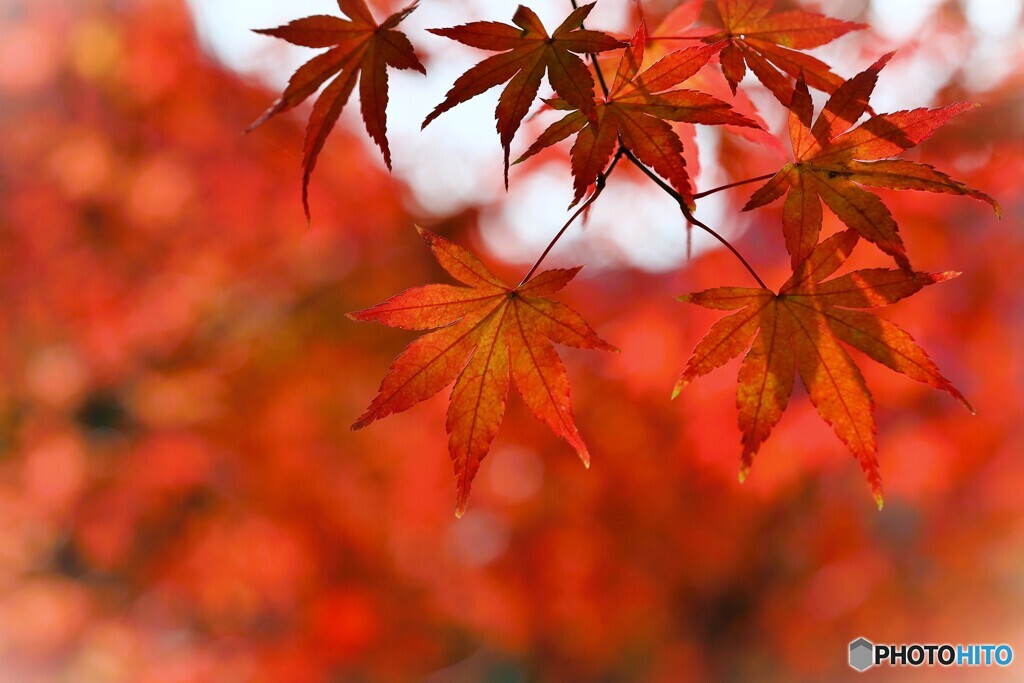 紅葉