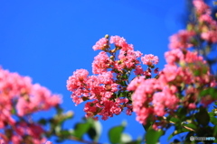 青い空とピンクの花