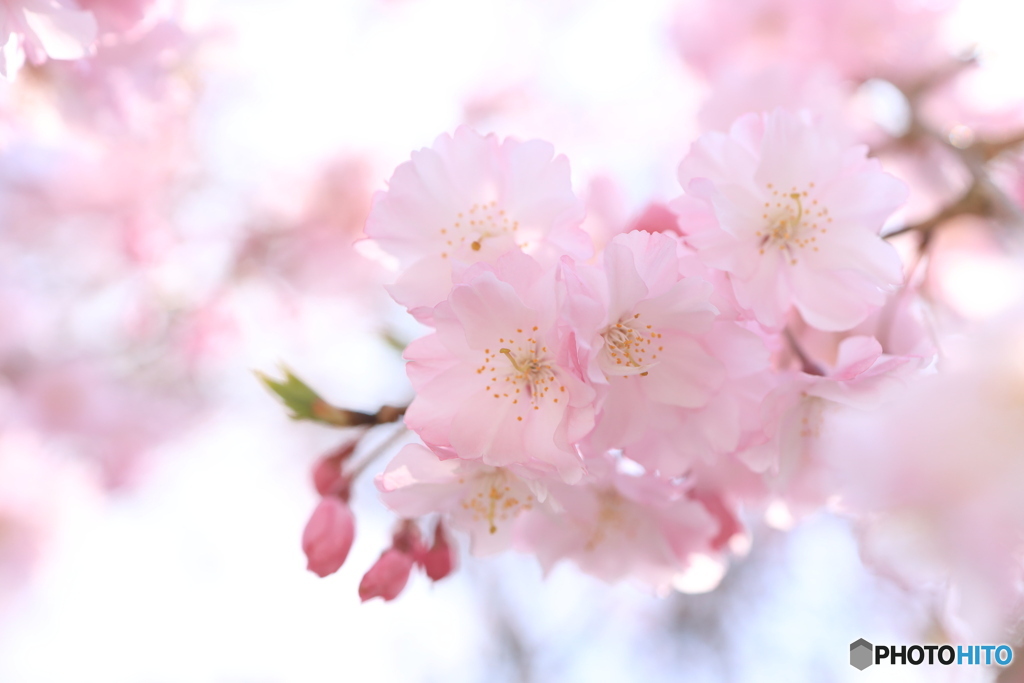 桜色