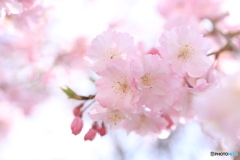 桜色