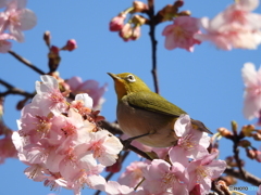 サクジローの花見2