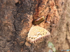 ひ蜜の場所