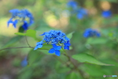 夏の藍色