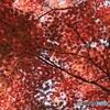 赤いベールに包まれたよう