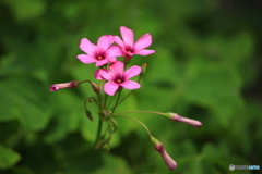 イモカタバミの花