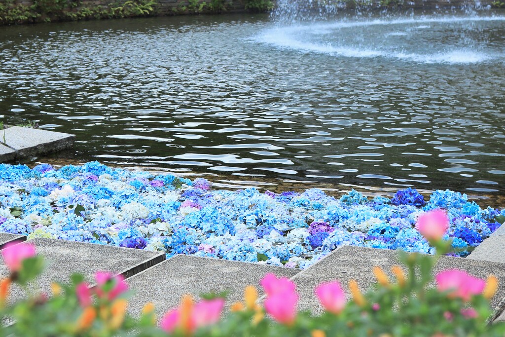 噴水に浮かんだ紫陽花3
