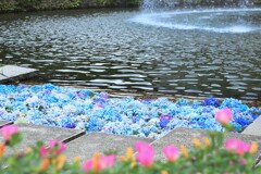 噴水に浮かんだ紫陽花3