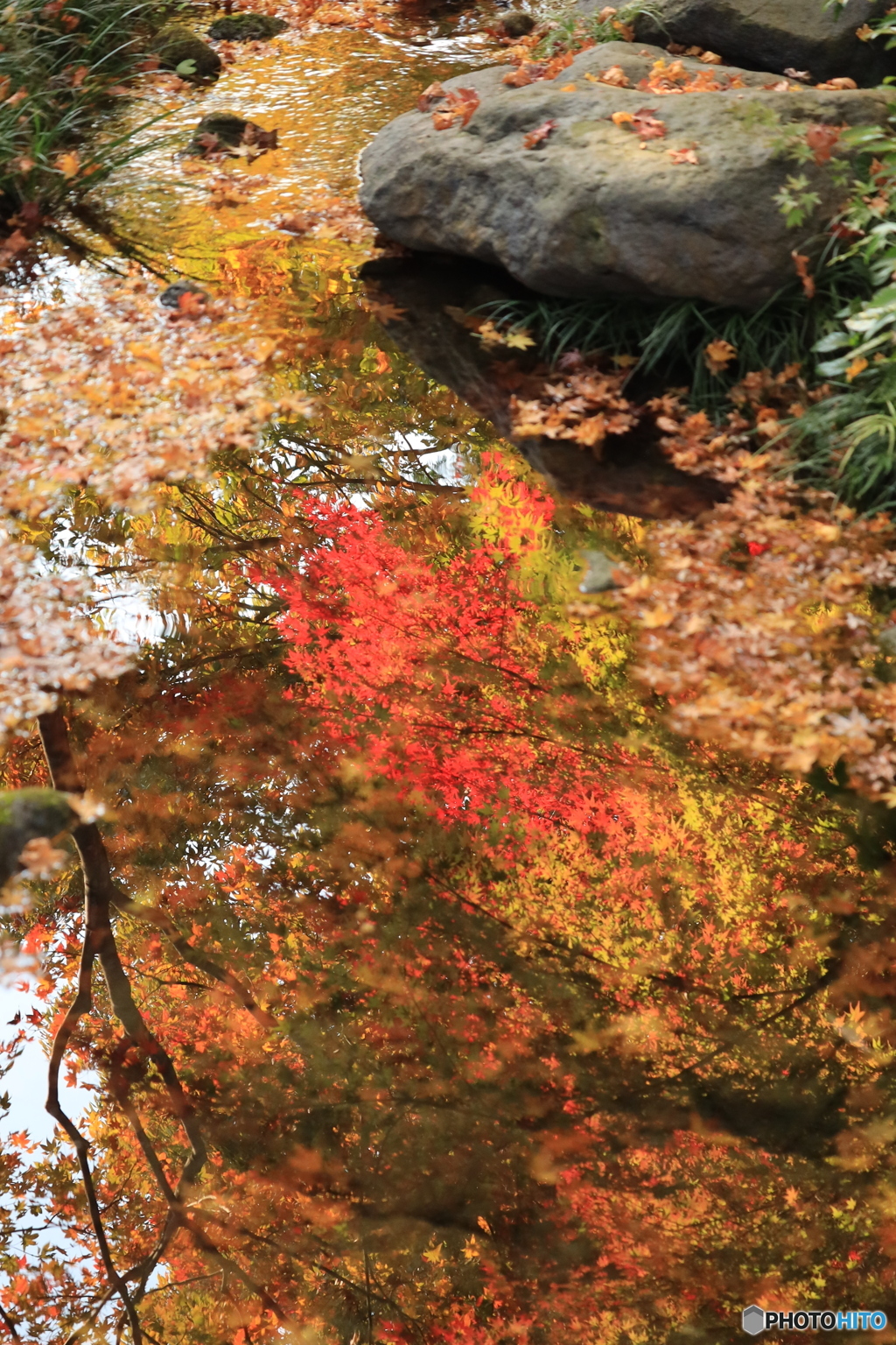 紅葉リフレクション