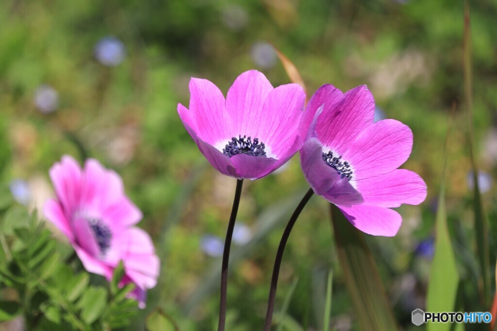 咲くやこの花