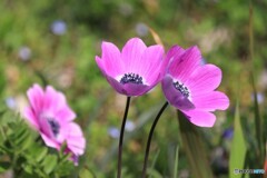 咲くやこの花
