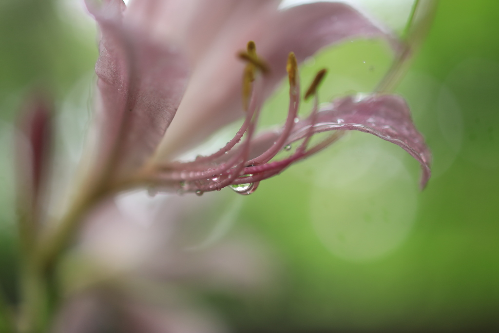 雨を集めて