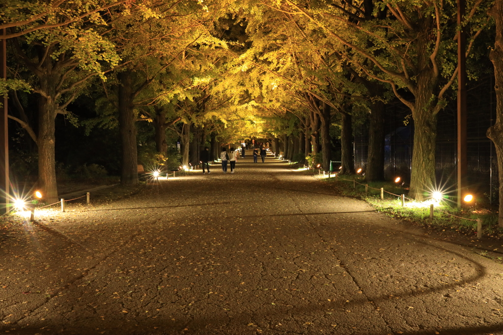 秋の夜散歩　かたらいのイチョウ並木にて