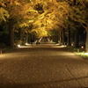 秋の夜散歩　かたらいのイチョウ並木にて