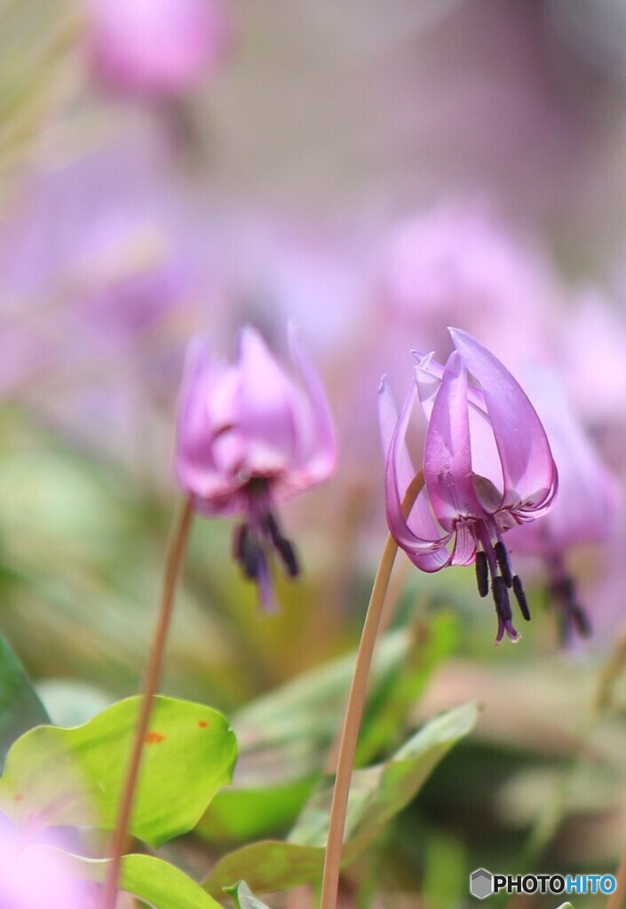スプリング・エフェメラルⅡ
