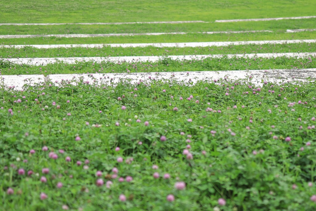 アカツメクサ畑2