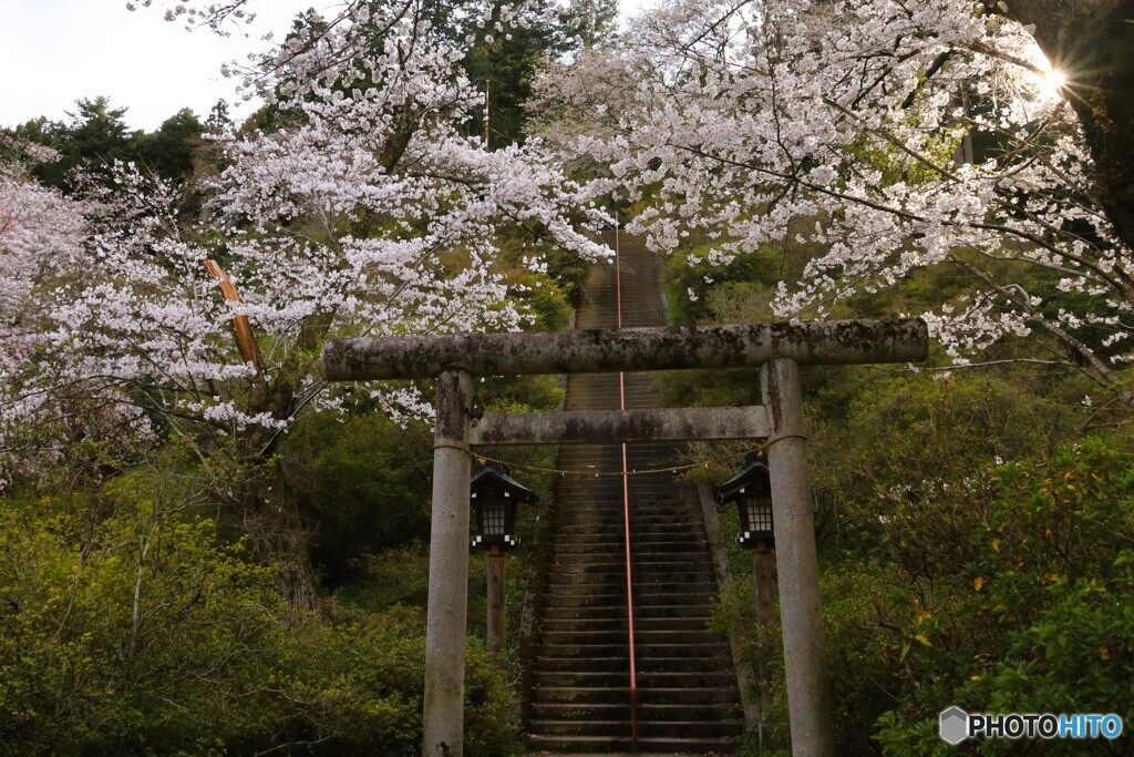  桜咲く階段