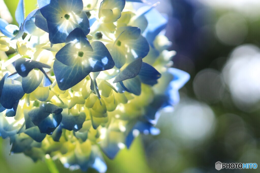 紫陽花の輝き