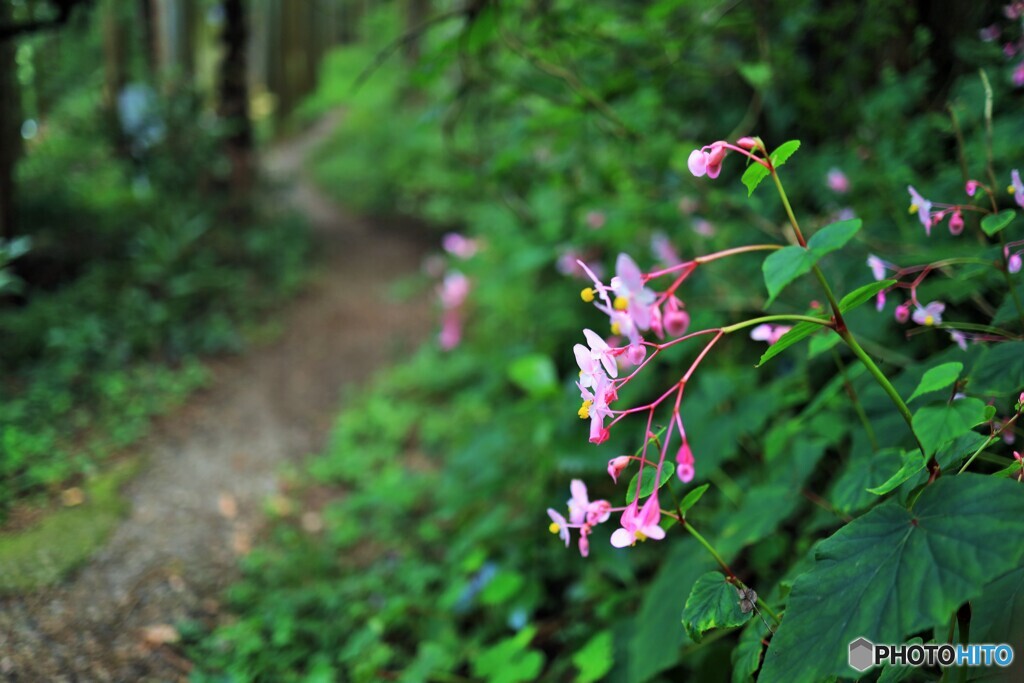 花野道
