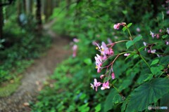 花野道