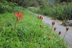 野路の秋