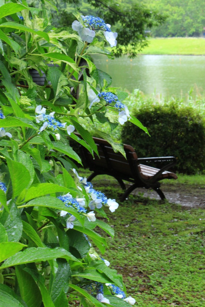 雨の日の公園