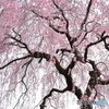 花雨の降る如く