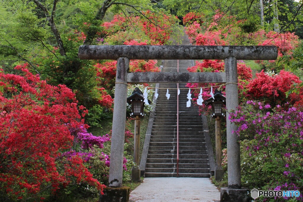 つつじの咲く風景