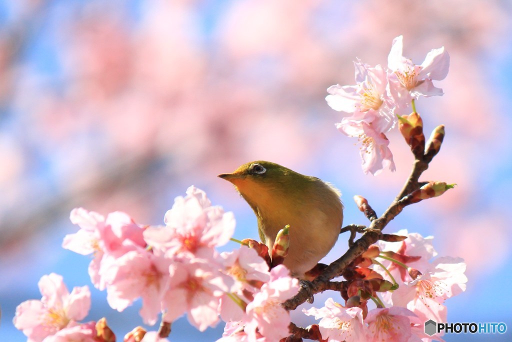 春色に遊ぶ