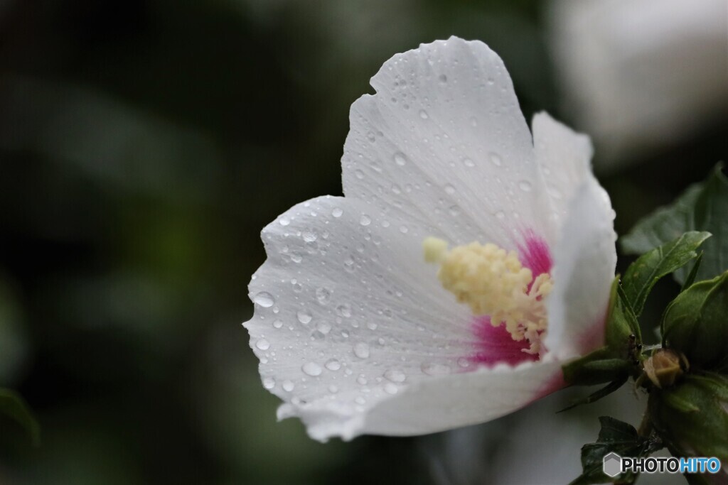 水玉模様