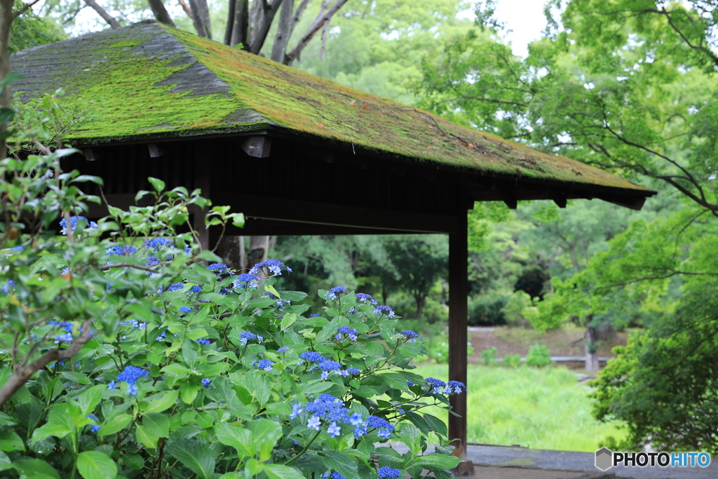 紫陽花の咲く風景