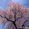 空いっぱいに春