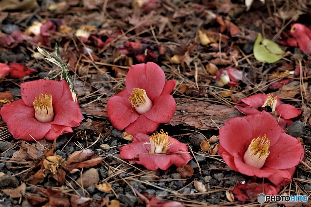 落花