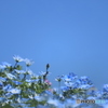 青空と溶け合って