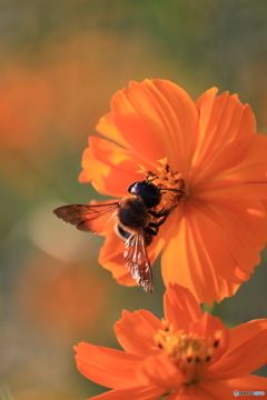 蜂さんも染まるオレンジ色