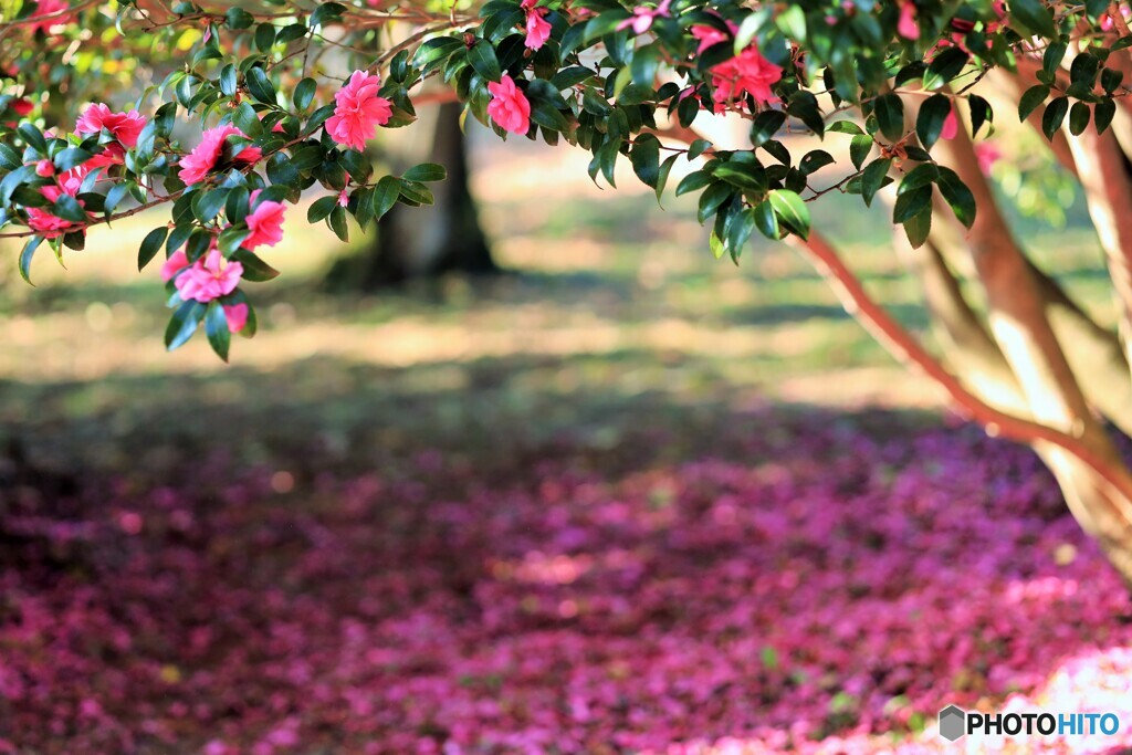 山茶花色の秋