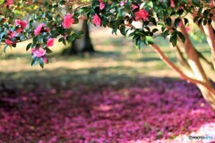 山茶花色の秋