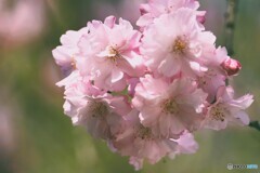 春花の光