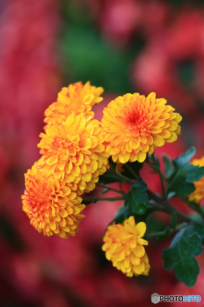 ポンポン咲き小菊
