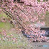 春への誘い