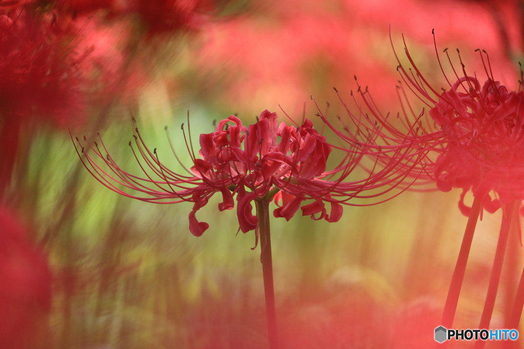 曼珠沙華