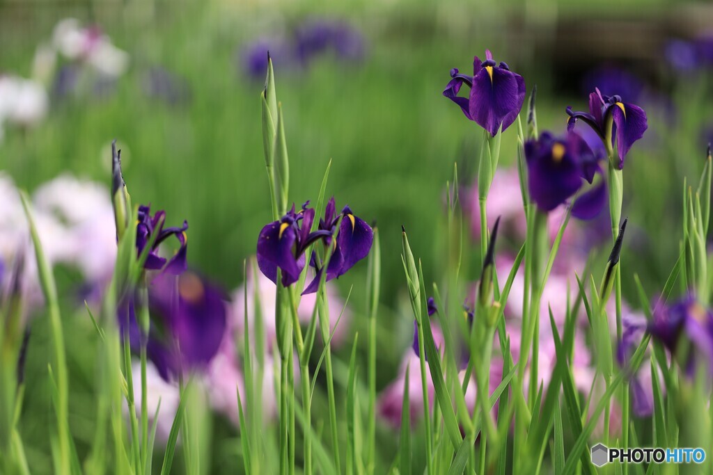 花菖蒲