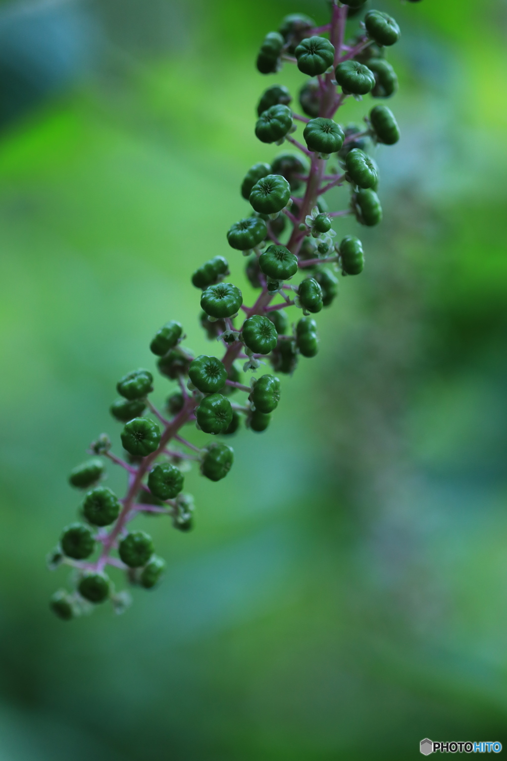 ヨウシュヤマゴボウはまだ青い