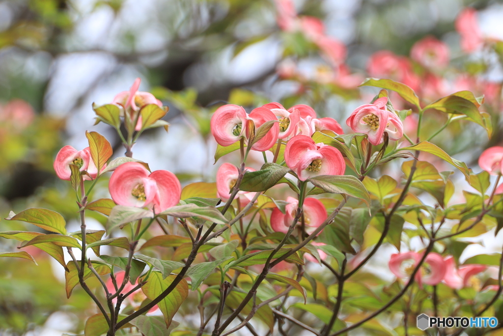 花水木