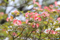 花水木